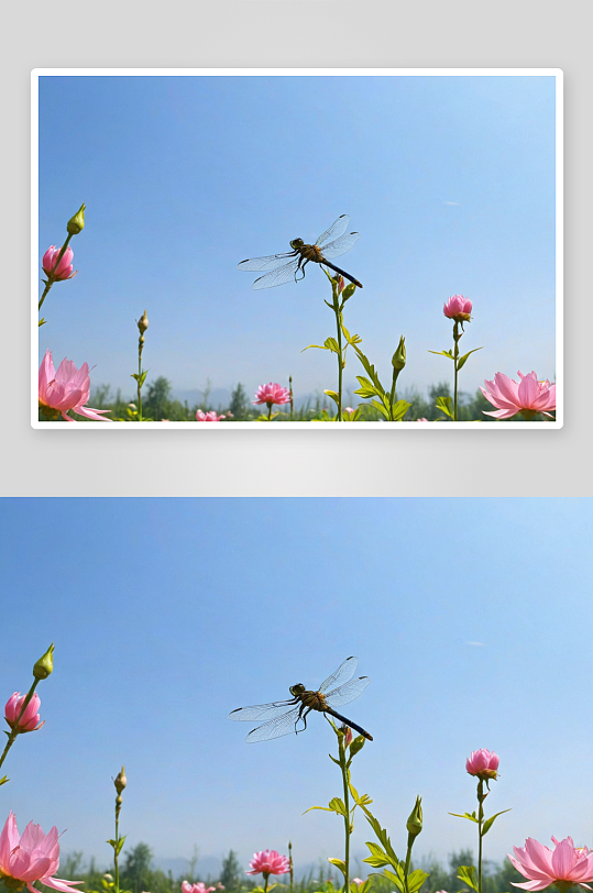 蜻蜓落格桑花图片