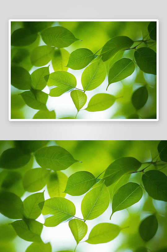 清新树叶绿色背景柔焦抽象图片