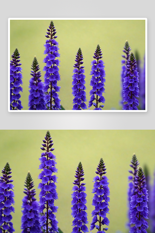 紫花鲁冰花植物野外特写图片