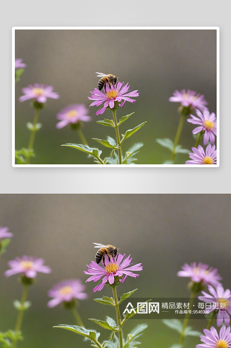 一只蜜蜂格桑花授粉图片素材