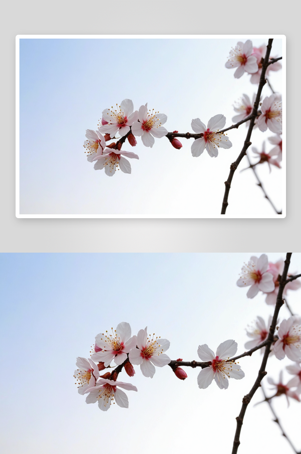 一支杏花高清特写花卉图片素材