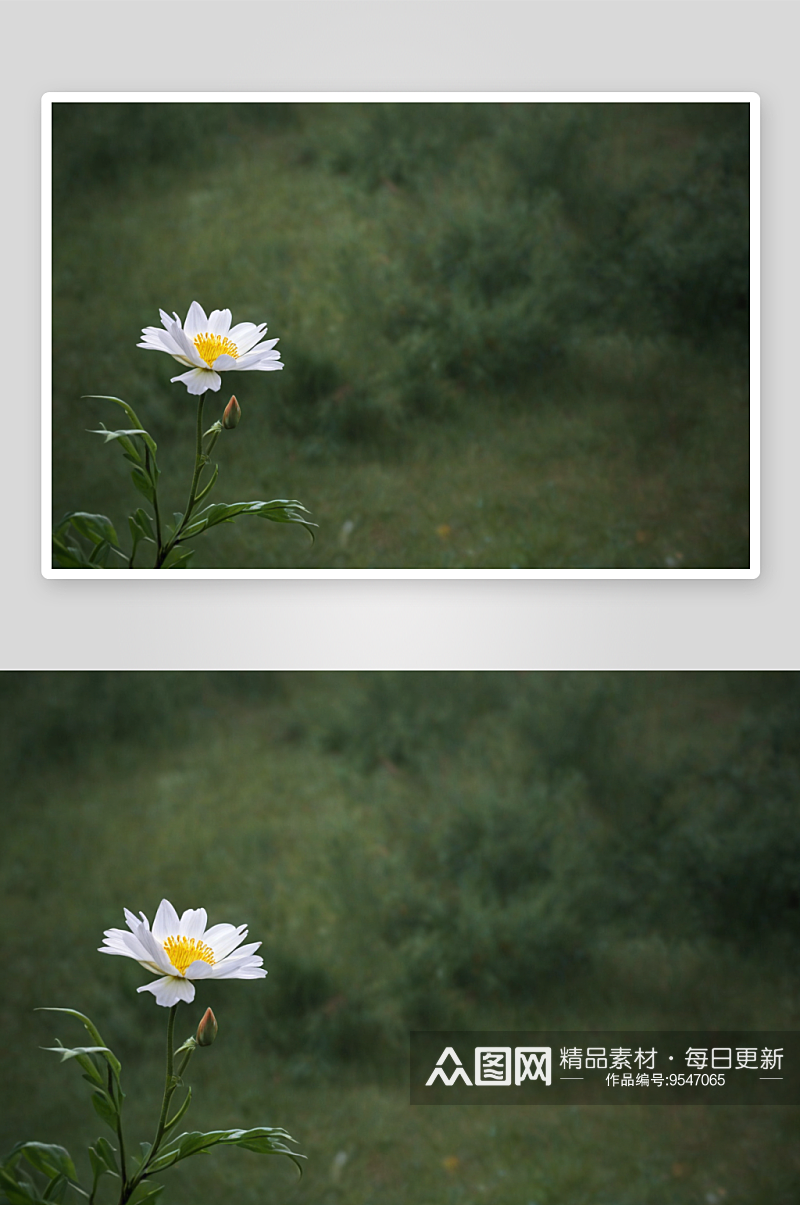 一花一世界高清特写花卉图片素材