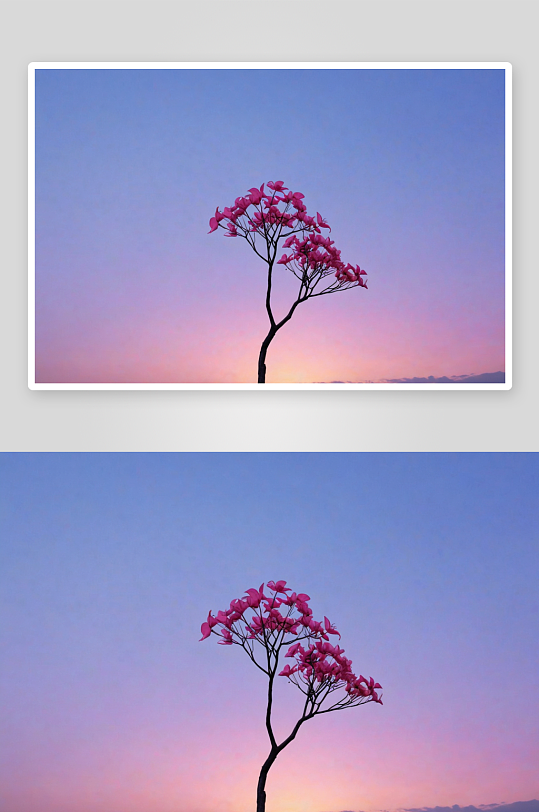 洋紫荆花渐变色天空图片