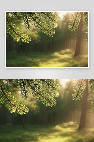 阳光下松树枝背景素材图片