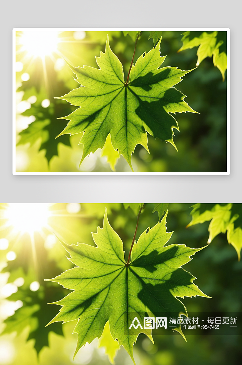 阳光下枫叶绿色树叶图片素材
