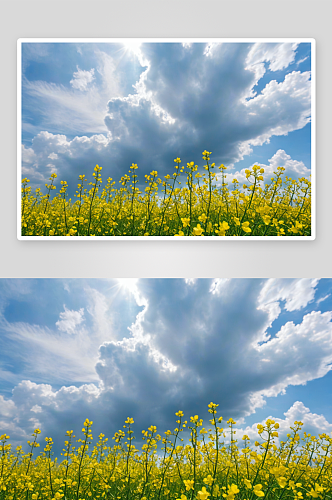 小油菜花天空特写图片