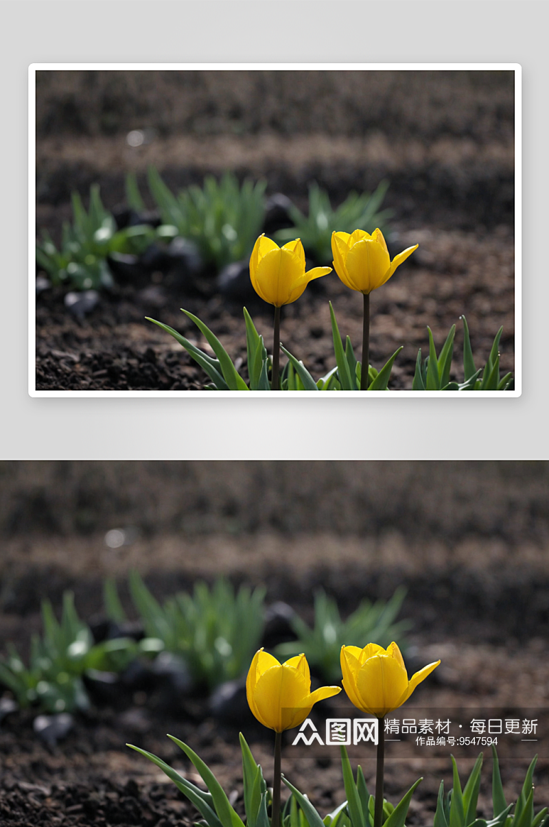 小黑人郁金香花丛中有两朵黄色郁金香图片素材