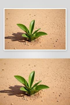 沙漠中绿色植物特写希望生长图片