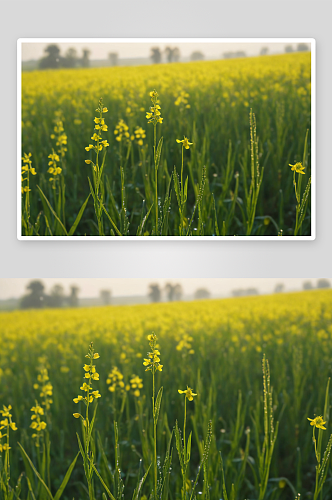 清晨乡村油菜花水稻露珠图片