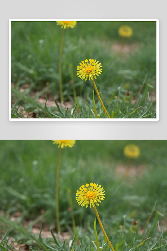 蒲公英小黄花特写前景聚焦图片