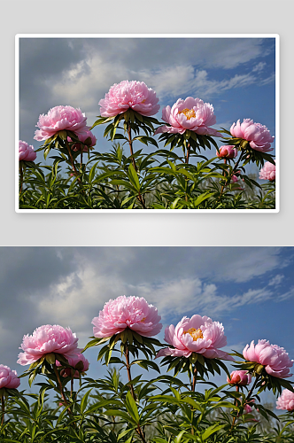 牡丹花国色天香国花气质图片