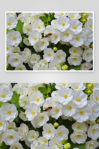 蜜蜂盛开白色海棠花图片