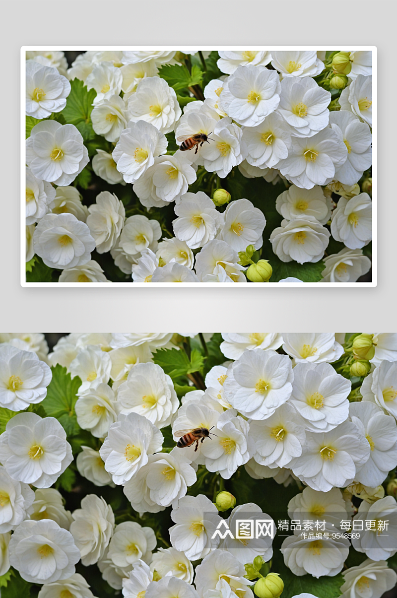 蜜蜂盛开白色海棠花图片素材