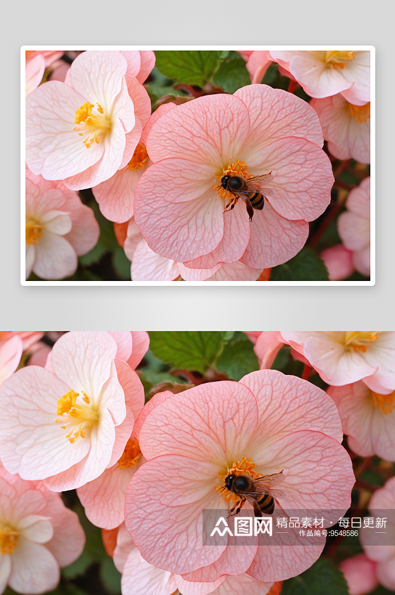 蜜蜂海棠花高清特写花卉图片素材
