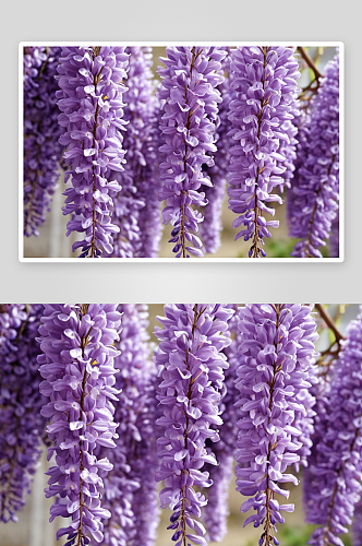 蜜蜂给紫藤花授粉图片