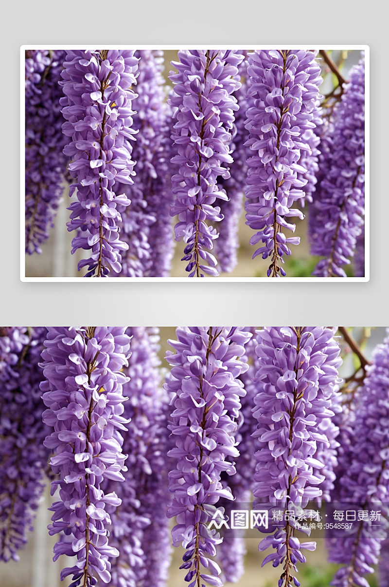 蜜蜂给紫藤花授粉图片素材