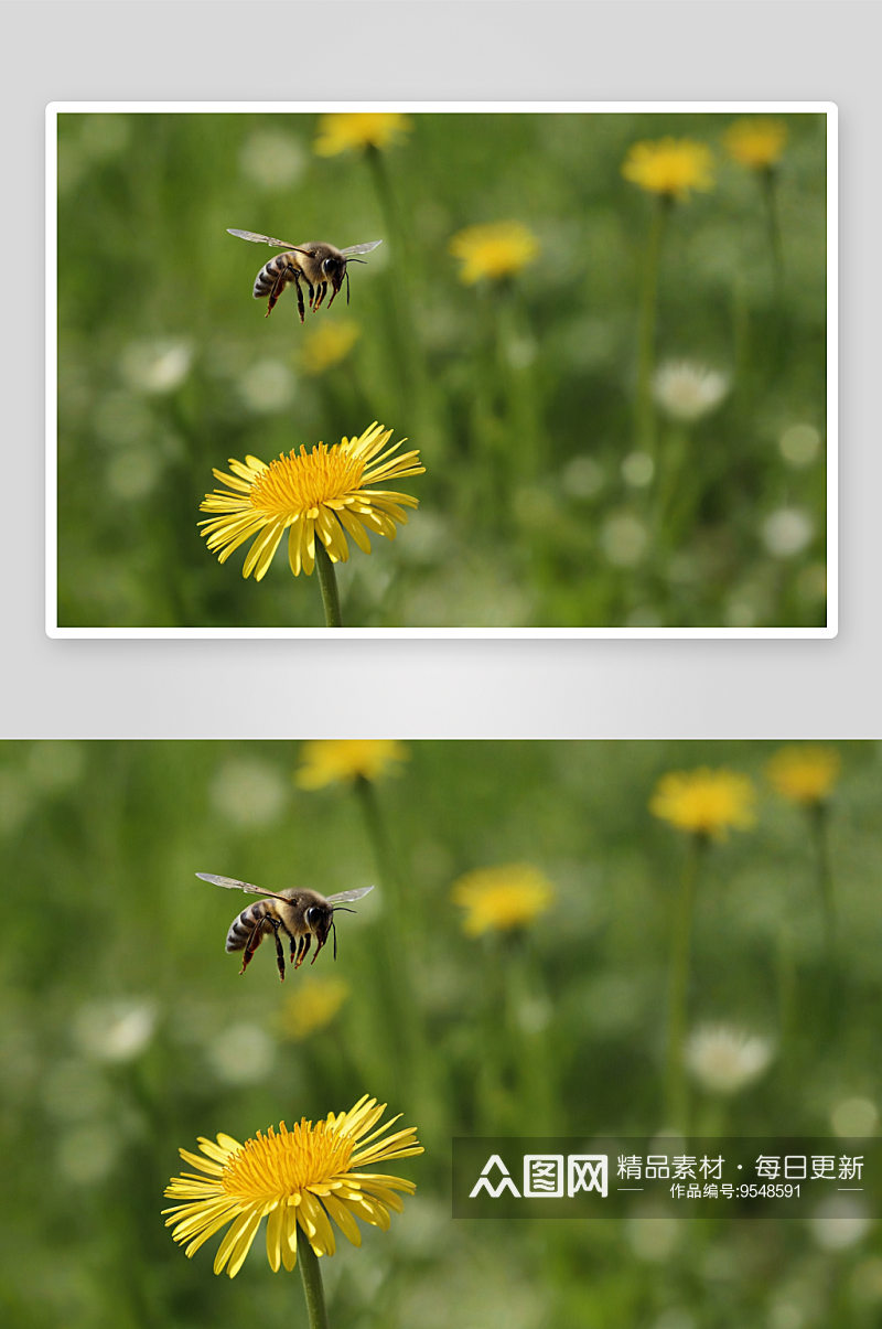 蜜蜂飞舞蒲公英花图片素材