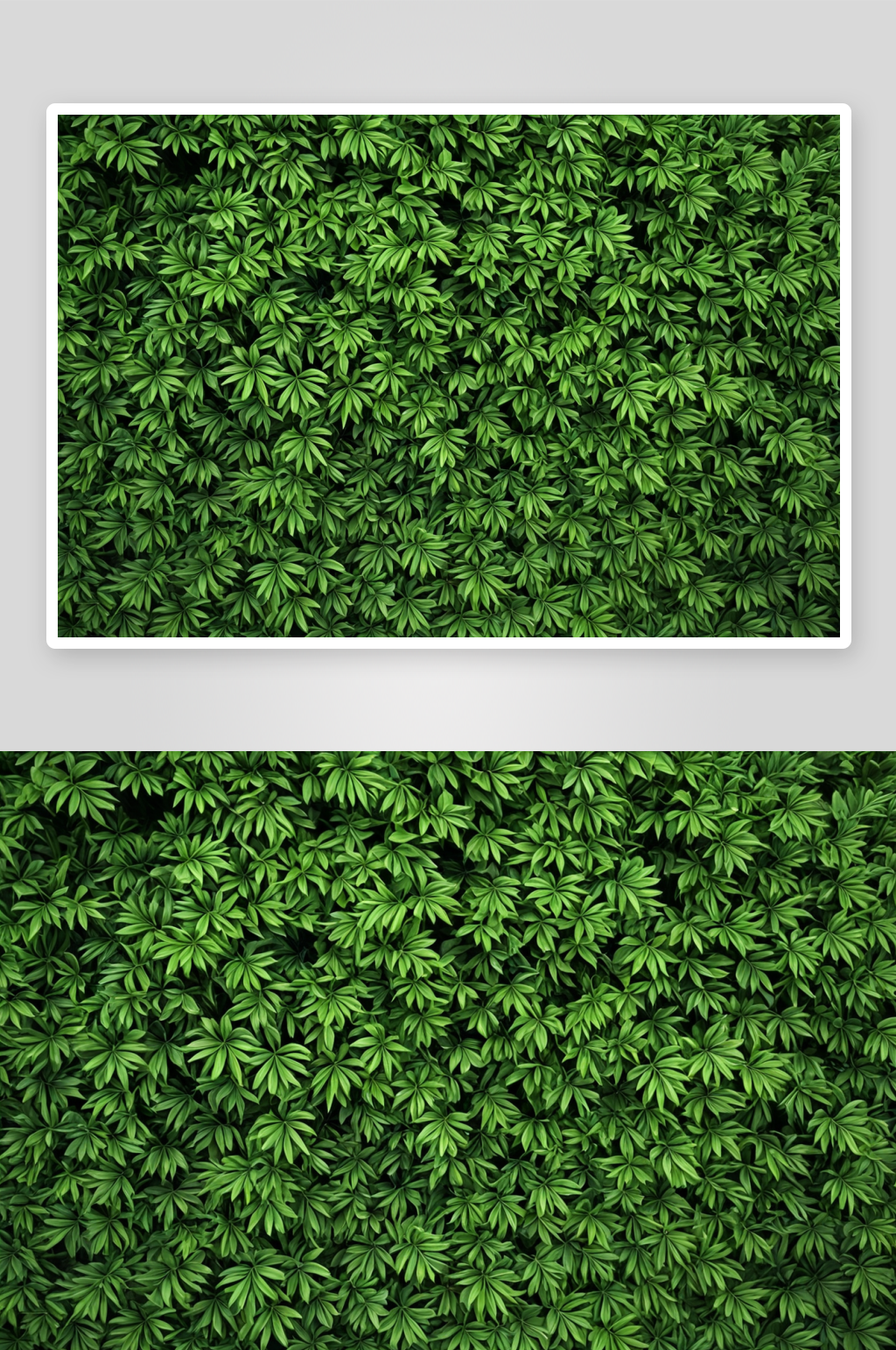 綠植背景圖高清特寫(xiě)花卉圖片素材