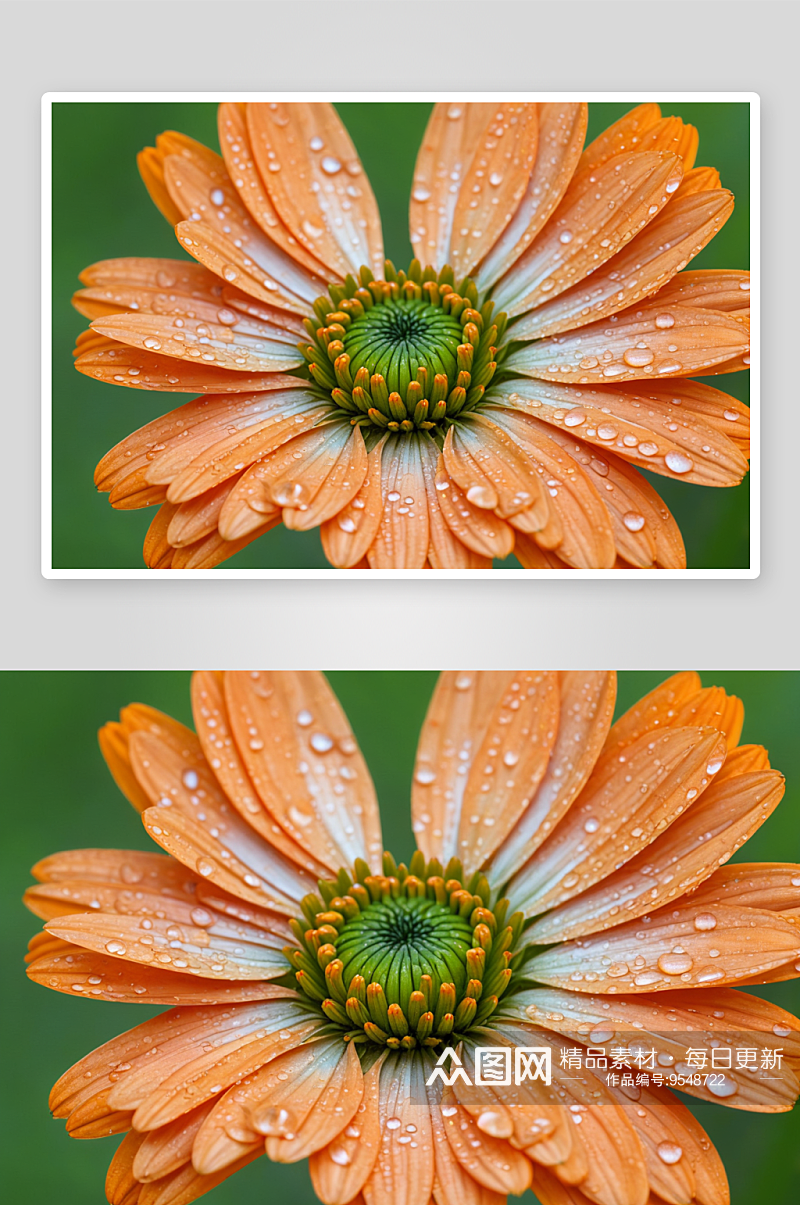 橘色桔色菊带露珠绿色背景微距摄影图片素材