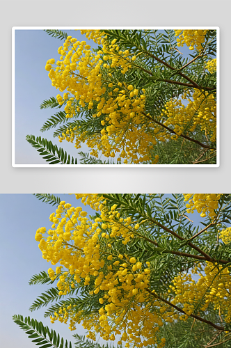 黄色洋槐花高清特写花卉图片