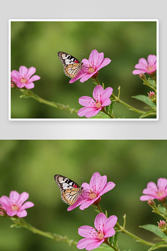 蝴蝶粉红色花朵授粉特写镜头图片