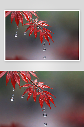 红色叶子萌芽水滴雨水图片