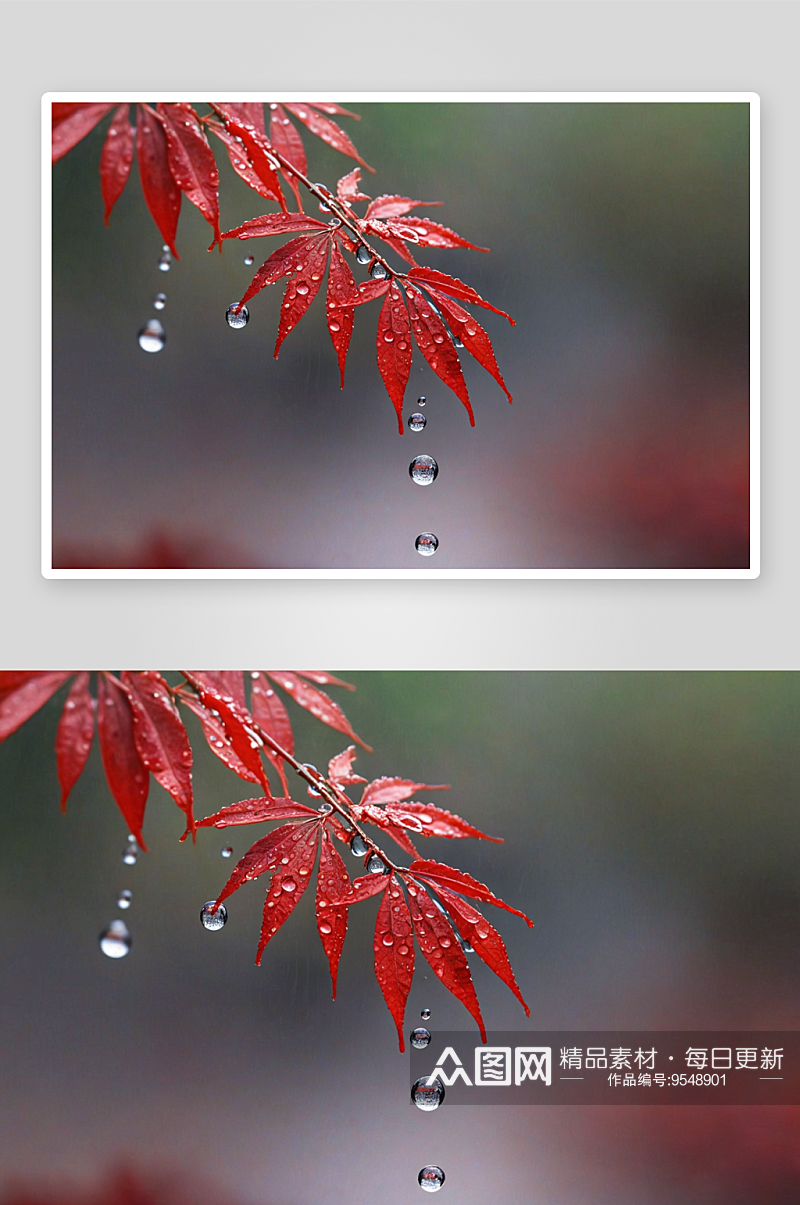 红色叶子萌芽水滴雨水图片素材