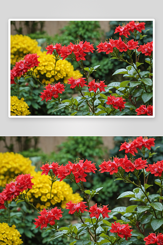 红色开花植物特写镜头图片