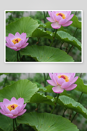 寒梅报春来高清特写花卉图片