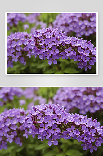 公园里紫色开花植物特写镜头图片
