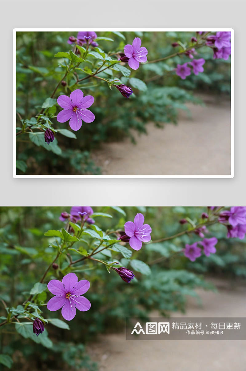 公园里紫色花朵图片素材