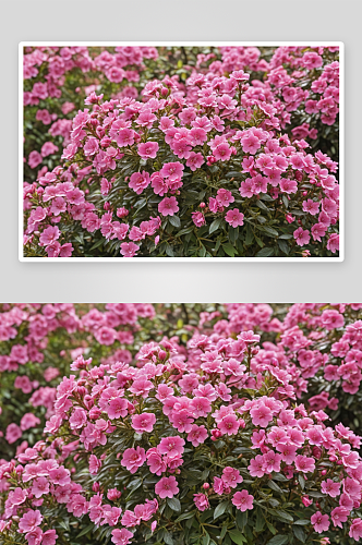 粉红色开花植物特写镜头图片