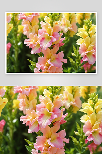 春天阳光明媚金鱼草开出黄色粉色花图片