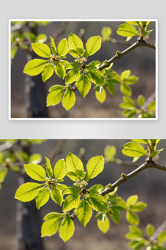 春天乡村种植核桃树开花发芽生长新叶图片
