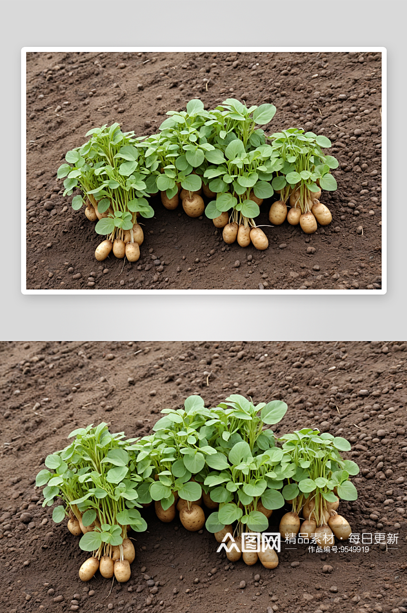 春天土豆种植发芽菜苗秧苗图片素材
