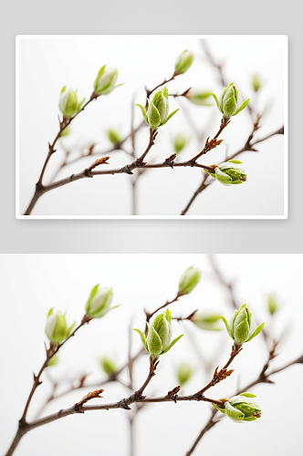 春天树芽特写白色背景图片