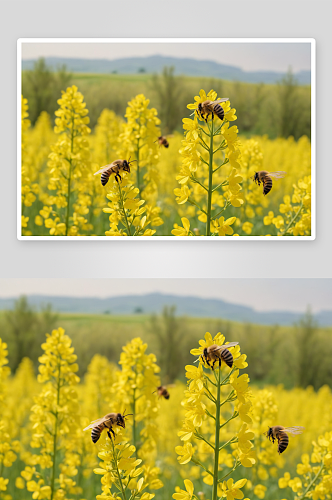春天盛开油菜花蜜蜂采蜜特写图片