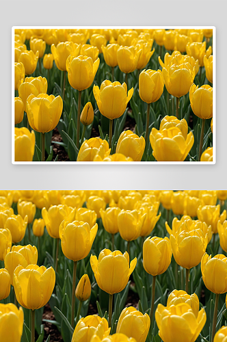 春天盛开鲜花黄色郁金香图片