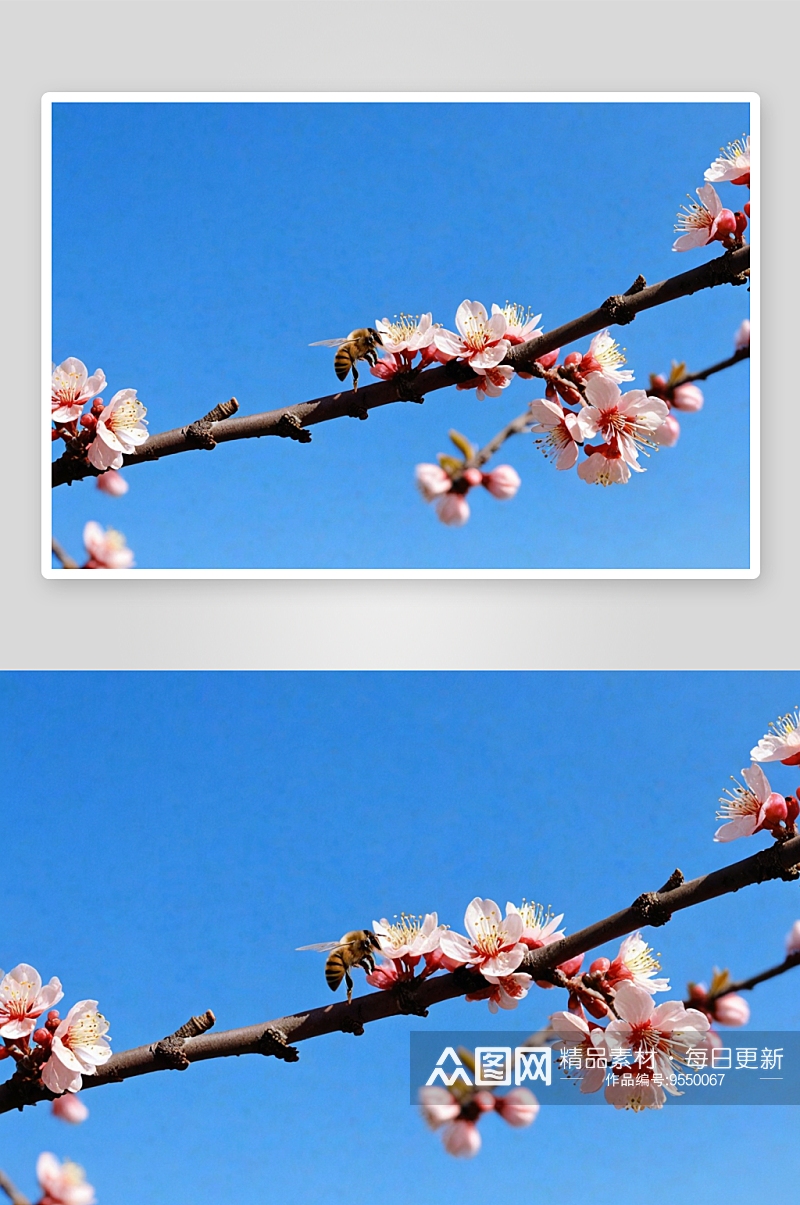 春天盛开李子花小蜜蜂图片素材