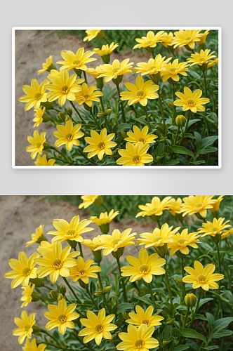 春天盛开黄色玛格丽特花图片