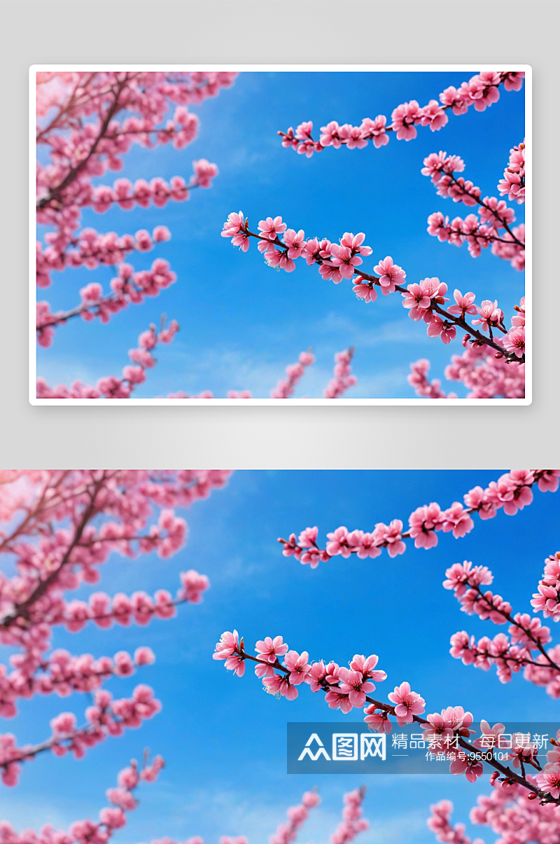 春天盛开粉红色梅花蓝色天空背景前图片素材