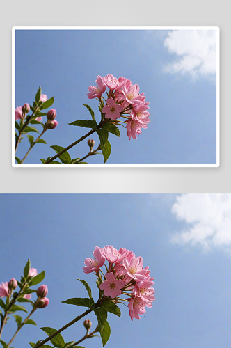春天拍摄粉色单独花朵图片