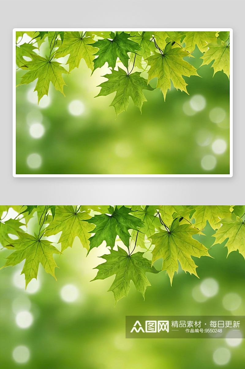 春天绿色枫叶背景图图片素材