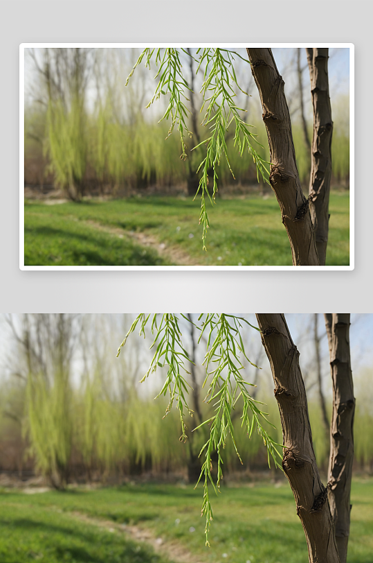 春天柳树枝条发芽图片
