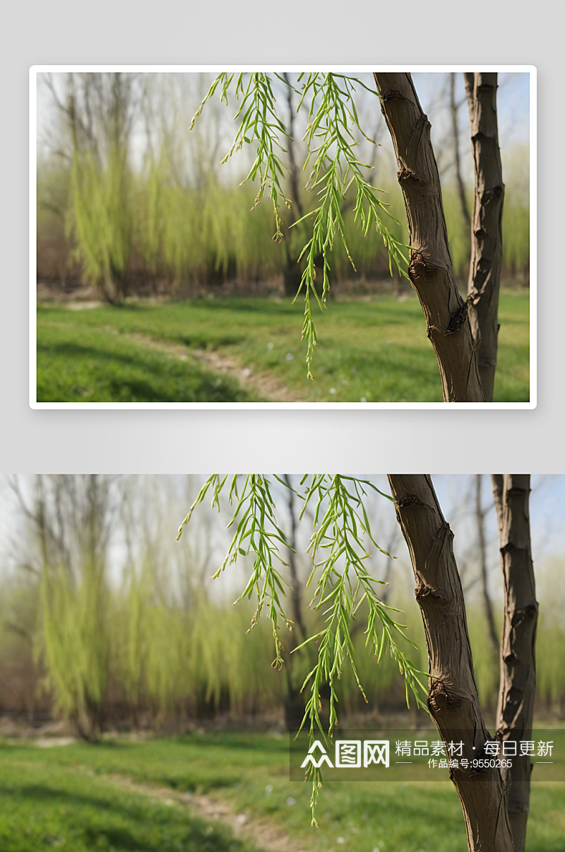 春天柳树枝条发芽图片素材