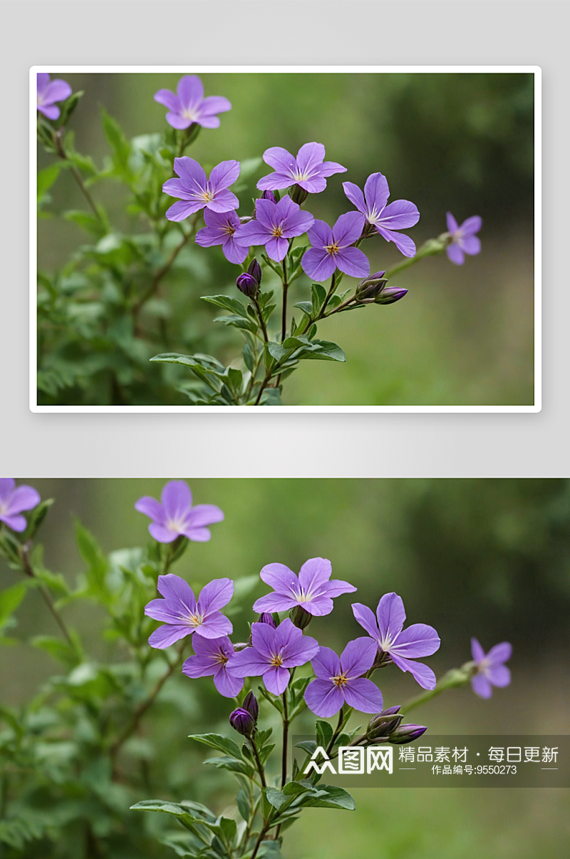 春天里紫色小花图片素材