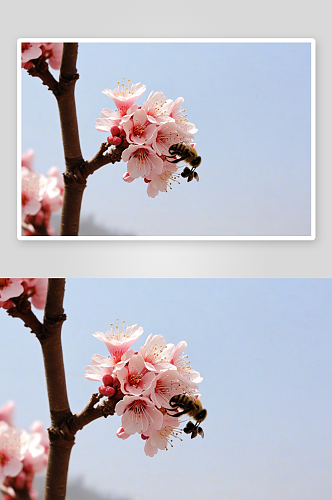 春天里盛开桃花杏花蜜蜂图片