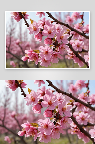 春天里盛开几枝粉红色美人梅图片