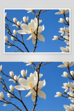 春天里盛开白色玉兰花图片