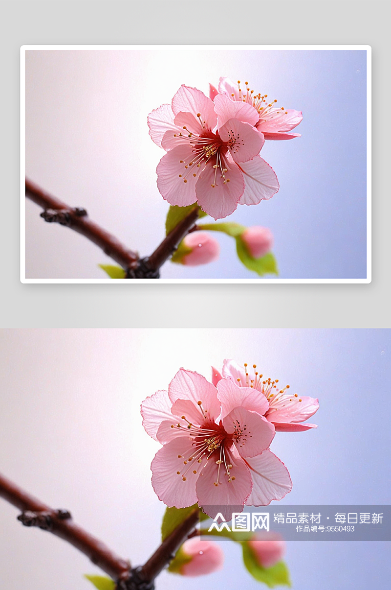 春天开花绽放水珠桃花梅花淡雅粉色图片素材